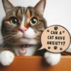 Navigating Cat Anxiety and Can We Give Them Xanax?